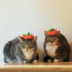 cybergata:  Pumpkin Hats by bumbe on Flickr. 