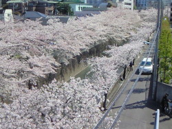 haruka-nature:  Sakura Kanda gawa Tokyo