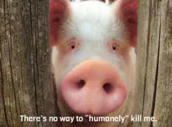 269liberation:  no such thing as humane meat! Go vegan - Free