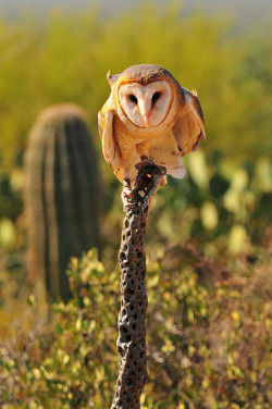 0ce4n-g0d:  Taking Flight (Barn Owl)