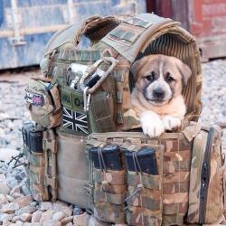 awhodareswinsfan:  Man’s best friend 