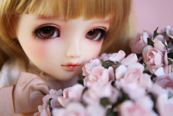 saskha:Pink roses by borboletta_blu on Flickr.