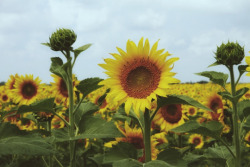 expressions-of-nature:  Sunflowers Ellis Co. by Texas EagleTexas,