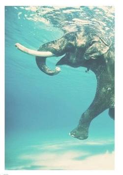 xojellyfishxo:  Elephant | via Facebook on We Heart It. 