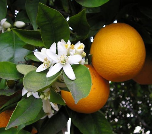 blondebrainpower:  The Blossom and Fruit of the Mandarin Orange 