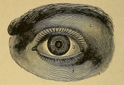 nemfrog:Parts of the eye. Hygiène de la vue. 1888.