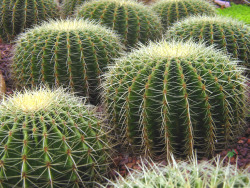 biancadelp:  Cactus Gardens, at the Singapore Botanic Gardens.