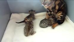 awwww-cute:  Bengal kittens (Source: http://ift.tt/1LIOeyP)