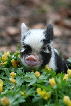 magicalnaturetour:  ..and this little piggy stayed at home. This