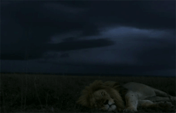 earthandanimals:  The lion sleeps tonight. 