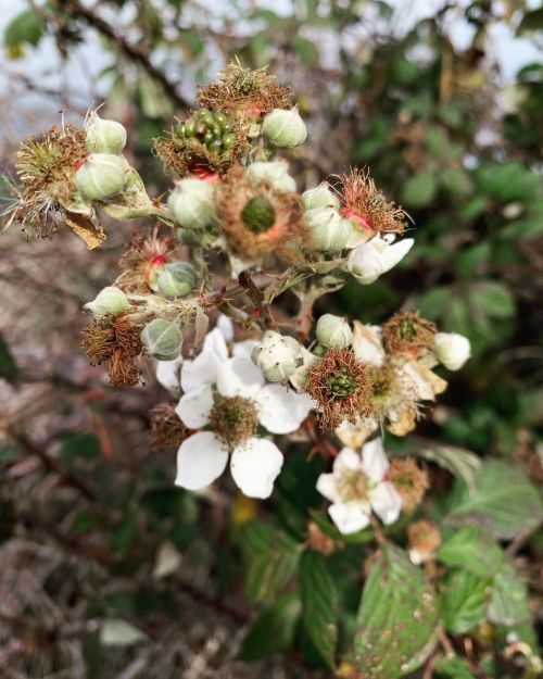 Berry blooms #wetlands  https://www.instagram.com/p/CYVx86xrAqmHCXWWbUBkFQRI7RG9rJKTzvFPiI0/?utm_medium=tumblr