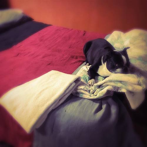 <p>Making Mike Chew’s bed, getting ready for #nashvilleclawhammercamp this weekend. I guess #sirwinstoncup is taking the name of Mike’s company a little too literally. #dogwoodbanjos #bostonterrier #bostonterriercult #flatnosedogsociety #banjocamp (at Fiddlestar)</p>