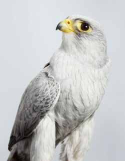 c3rmen:moarrrmagazine:  Prey - bird photography by Leila Jeffrey