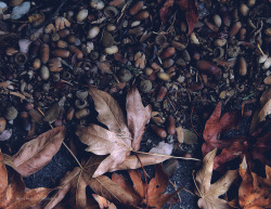 brunomax-photography: the oak sleeps in the acorn     © 2016