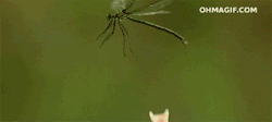 gif-giz:  kurumsal seo