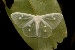 sinobug:  Lymantrine Moth (Arctornis sp., Lymantriinae, Erebidae)