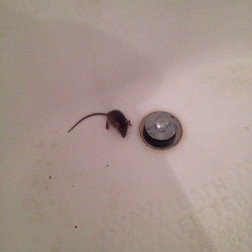 -sigh- in my tub this morning……. What you get when you live across from a forest. #mice #photosbyphelps