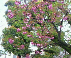 八重桜