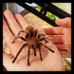 maomaumao:  Holding Madame Webbingsworth* #rosehair #tarantula