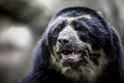 sdzoo:   	Turbo by Paul.E.M     	Andean Bear at the San Diego