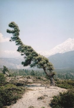 iheartmyart:  Vincent Delbrouck, Some Windy Tree #1, Annapurna