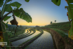 morethanphotography:  Rice terrace of Jatiluwih by joshibobby