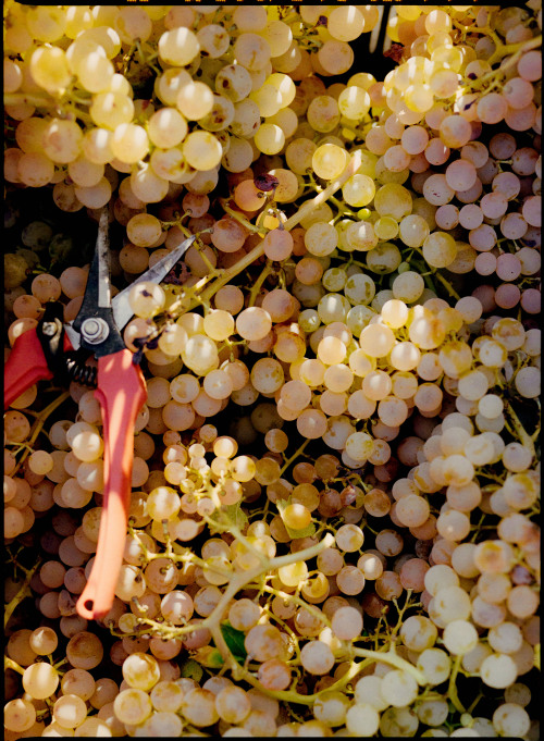 heerethere:  Harvesting grapes / Mallorca Spain, Sept 22′photo