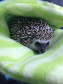 cute-overload:  Watching my coworkers hedgehog, meet Marvinhttp://cute-overload.tumblr.com