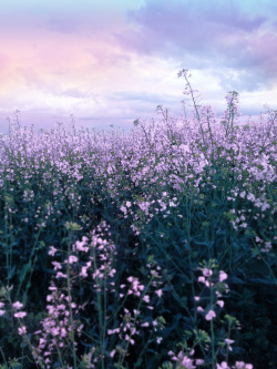 drxgonfly:Purple Flower Field (by MusesTouch)