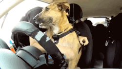 gifsboom:  First Driving Dog.  