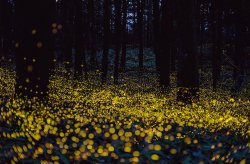 sagansense:  The incredible flight paths of fireflies during