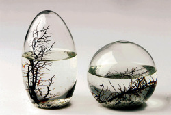 coolthingoftheday:  This is an Ecosphere. It is an enclosed self-containing