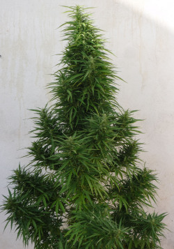 marijuanaforeveryone:  Ganja pics