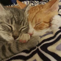 awwww-cute: We were worried our two new kittens from two different