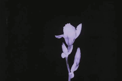 roserosette:  Das Blumenwunder, 1926, Max Reichmann