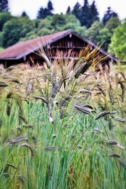 plumperquatsch:  black emmer - ancient cereal grain by Andi