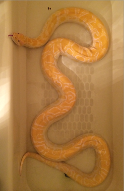 lxmaier:  urocyonfox:  superpredatorsexoticreptiles:  Butterball