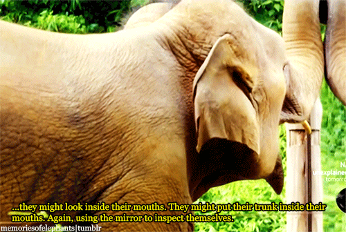 memoriesofelephants:  Sanjai, a 20-years old bull (male elephant), sees himself for the first time in front of a mirror. [x] 