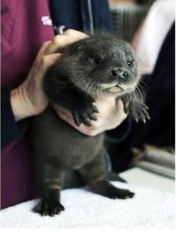 awwww-cute:  The precious baby otter (Source: http://ift.tt/1WqKxpK)