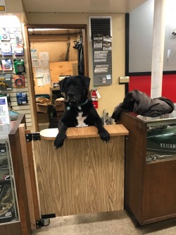 “Yes? How may I help you today?” 10/10 a very good boy and