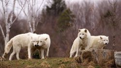 eurasianwolfie:    “Rewilding our hearts calls for a global
