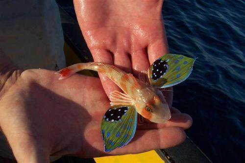 odditiesoflife:  The Butterfly of the Sea This is fish is called the Sea Robin, otherwise known as a Gurnard or The Butterfly of the Sea. This interesting fish is a bottom dweller. They have several sets of specialized fins, including some that allow