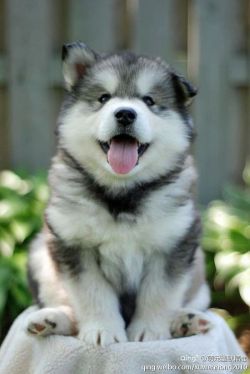 thecutestofthecute:Alaskan Malamute appreciation post! 