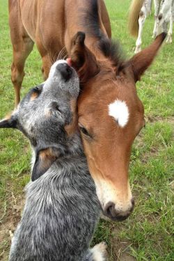 awwww-cute:  Friends come in all shapes, sizes, and species (Source: