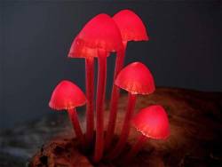 asylum-art:   Creative LED Lights Mimic Mushrooms in Nature by
