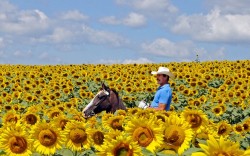 Fields of gold