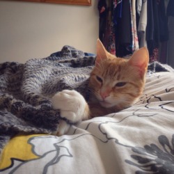 lost-lil-kitty:  Mal looked cold so I tucked him in under my