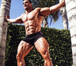 bbfan:  musclegods2:  ♥ View All Posts Of Tarek Elsetouhi 