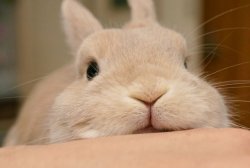 babyanimalgifs:  such a cute bunny