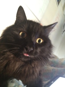 thedailydoctortoast:  Mr. fluffy Dr Toast Bleps 